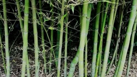 Bambú: ¿una alternativa productiva