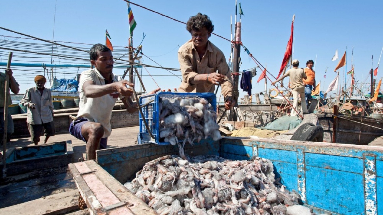 Puerto Madryn lidera un arranque récord de la temporada de calamar con más de 98 mil toneladas descargadas