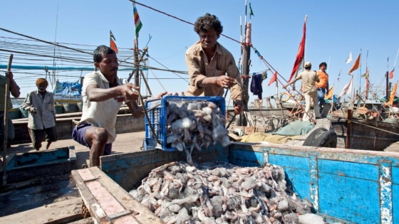 Puerto Madryn lidera un arranque récord de la temporada de calamar con más de 98 mil toneladas descargadas