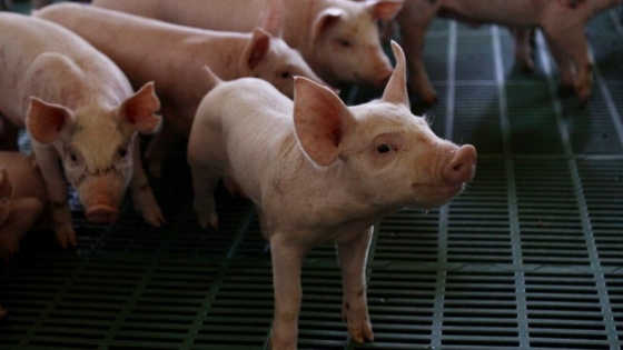 CVP: El Grupo de Sanidad Porcina del Cono Sur estableció pautas de trabajo para la región