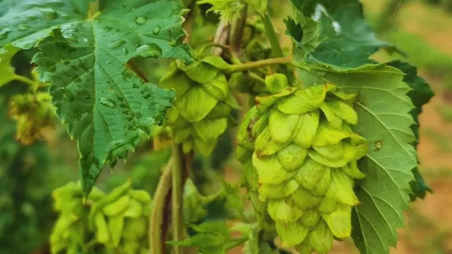 El lúpulo patagónico busca consolidarse con más inversión y el sello de Identificación Geográfica