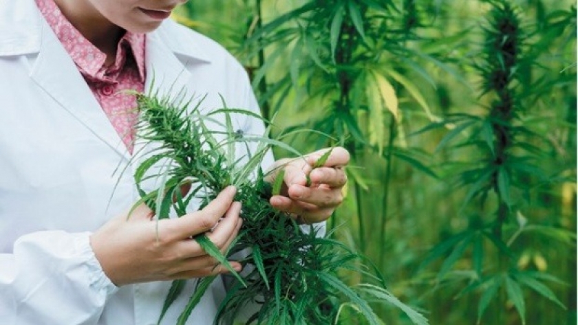 Pools de siembra del campo argentino, tentados por el negocio del Cannabis