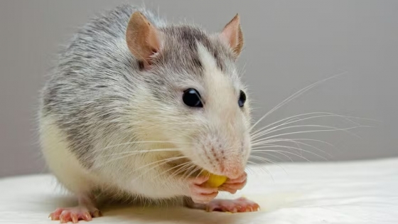 El secreto de los bigotes de los ratones que puede transformar la robótica y la neurociencia