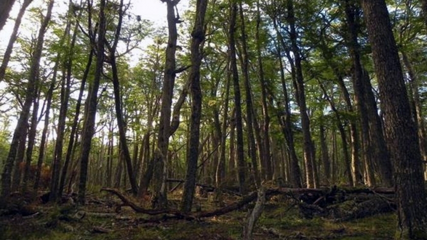 Mendoza, epicentro por cuatro días de la industria forestal