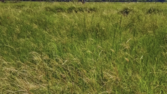 Nuevas estrategias forrajeras: Grama Rhodes y Buffel Grass optimizan la ganadería en el Chaco