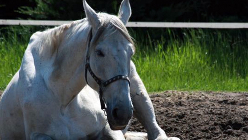 Foco de Anemia Infecciosa Equina en Lincoln provincia de Buenos Aires