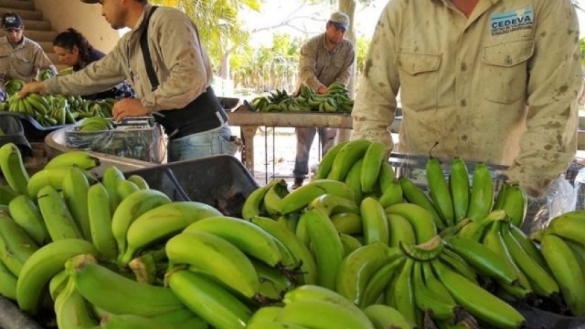 Entregarán más de 130 mil vitroplantas a pequeños productores de áreas bananeras en la provincia