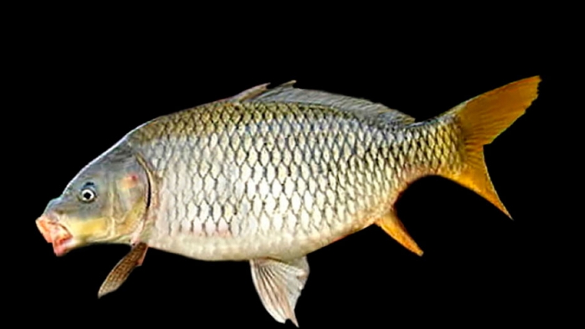 Pesca de Carpa (Cyprinus carpio)