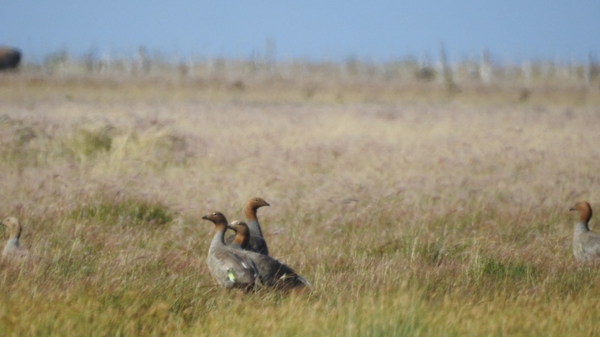 Cauquenes comunes, reales y colorados, aves endémicas en Argentina