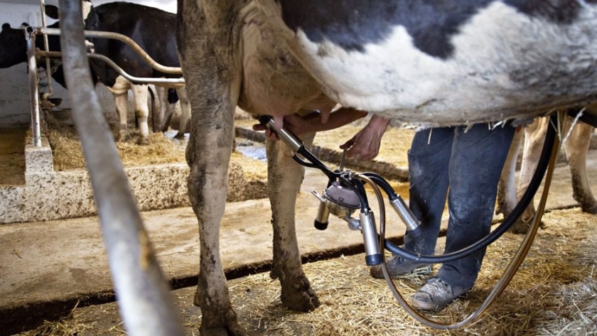 ¿Cuáles son los cuidados que se deben tener con la ubre de la vacas para una buena producción?