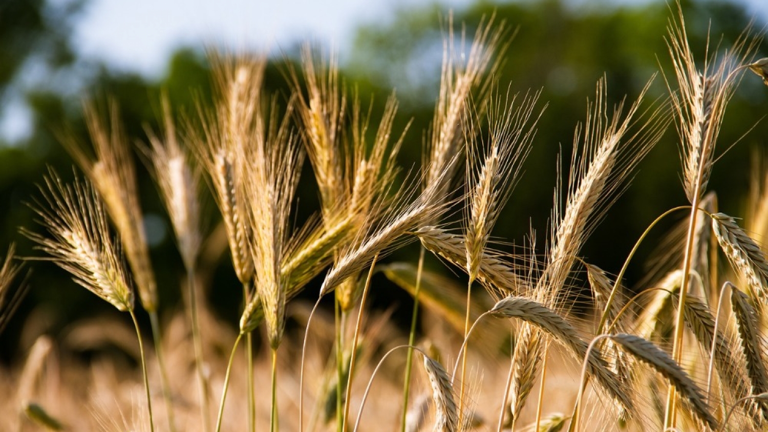 El centeno emerge como aliado clave para frenar la erosión en suelos frágiles de San Luis