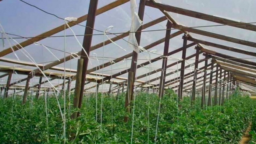 Asisten a productores horticolas correntinos con 15 millones de pesos