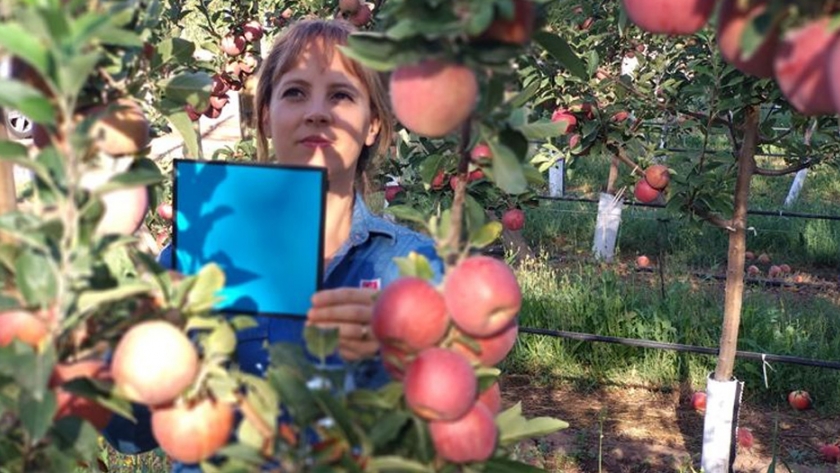Evalúan el uso de imágenes digitales para calcular rindes frutícolas