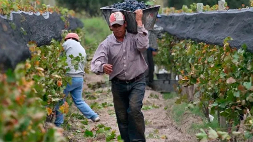 Aumentó un 30 % el aporte de bodegas al plan vitivinícola y continúa la tensión con Bodegas Argentinas