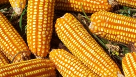 El maíz como gran protagonista de la campaña 2021/22
