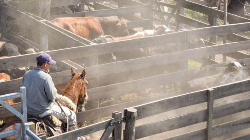 Remates ganaderos: ya son 365 los productores que accedieron a los beneficios ofrecidos por el gobierno