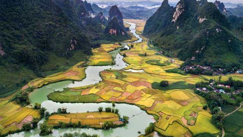 Primer arroz cultivado antiguo descubierto en Asia Central
