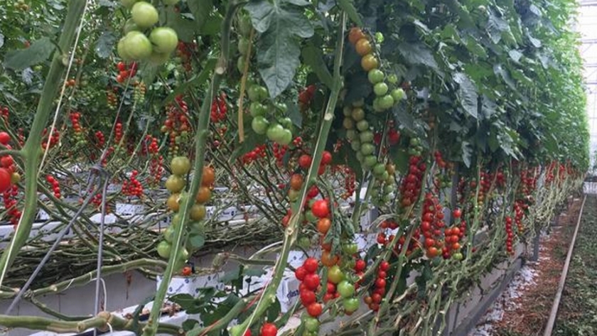 Los Países Bajos revolucionan la agricultura