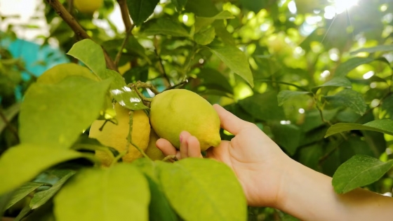 Los secretos para hacer florecer tu limonero: lo que recomiendan los expertos en casa