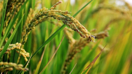 Histórico: el arroz santafesino llega a Jordania