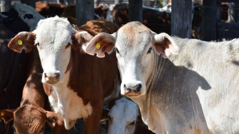 Margarita Belén será sede del último remate del año para pequeños y medianos productores