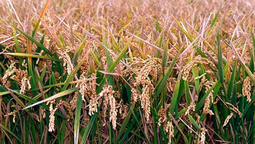 Las plantas de arroz en simbiosis con un hongo se vuelven más resistentes