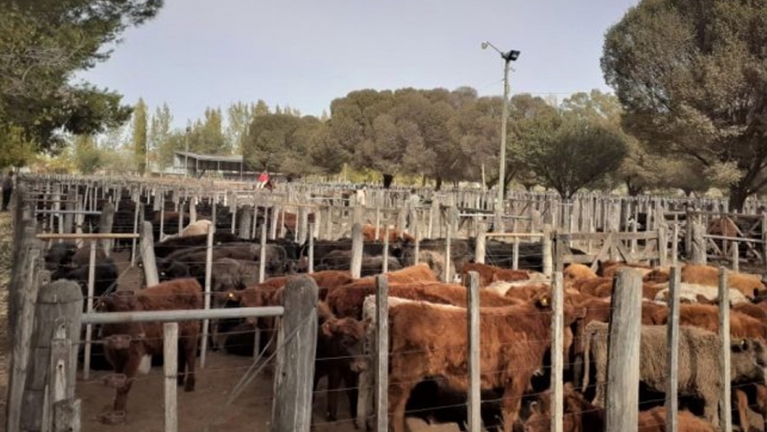 Campaña antiaftosa: en Mendoza ya se vacunó a cerca del 70 % de los bovinos