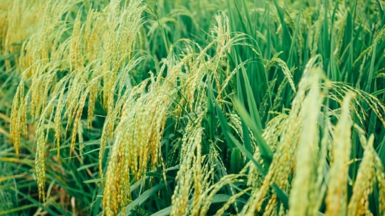 <Corrientes se prepara para una siembra de arroz récord