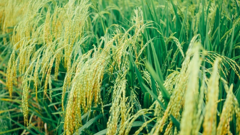 Corrientes se prepara para una siembra de arroz récord