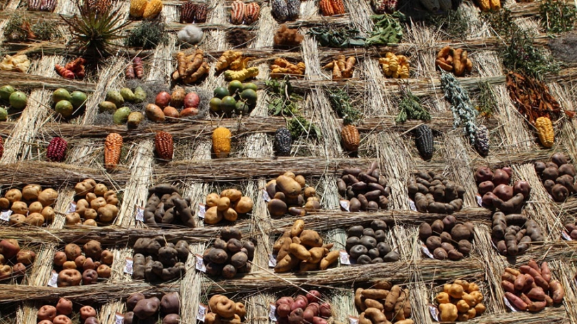 Biodiversidad y transgénicos no pueden coexistir