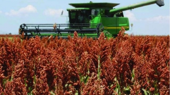 El sorgo mejoró casi 20%