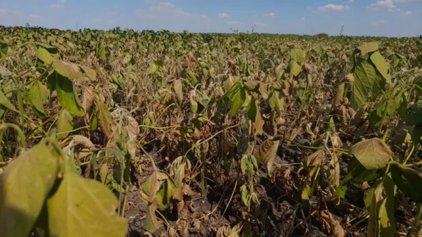 Hay pérdidas de hasta un 30 % del rendimiento en la soja de primera por las temperaturas extremas