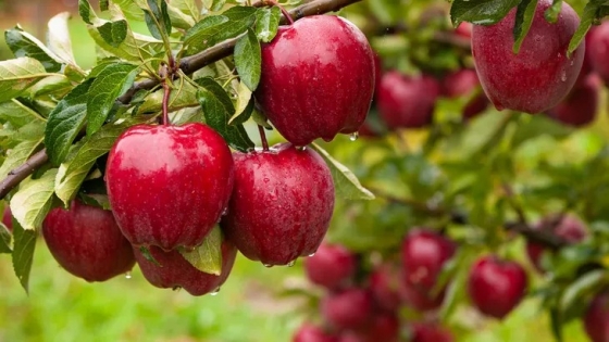 Retraso de cosecha también se observa en la manzana Red Delicious