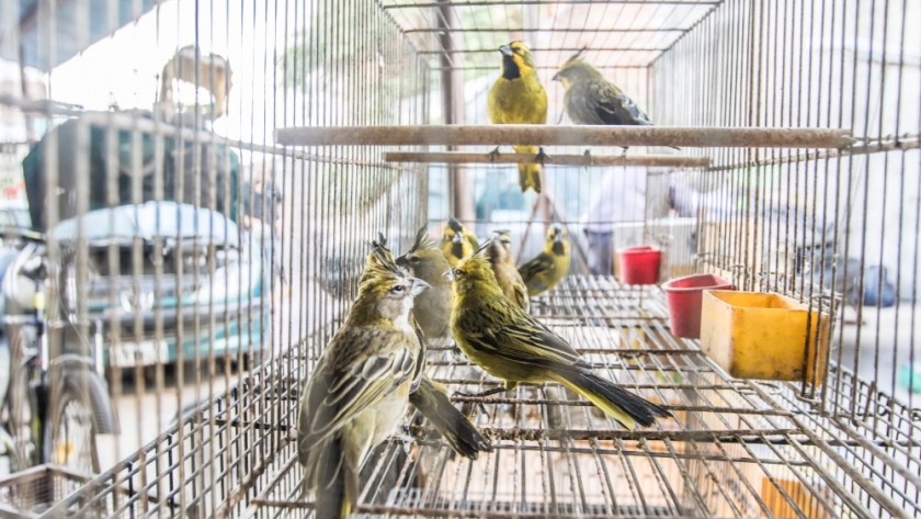 Nuevo operativo contra el tráfico de fauna: Ambiente rescató aves en Monte Chingolo