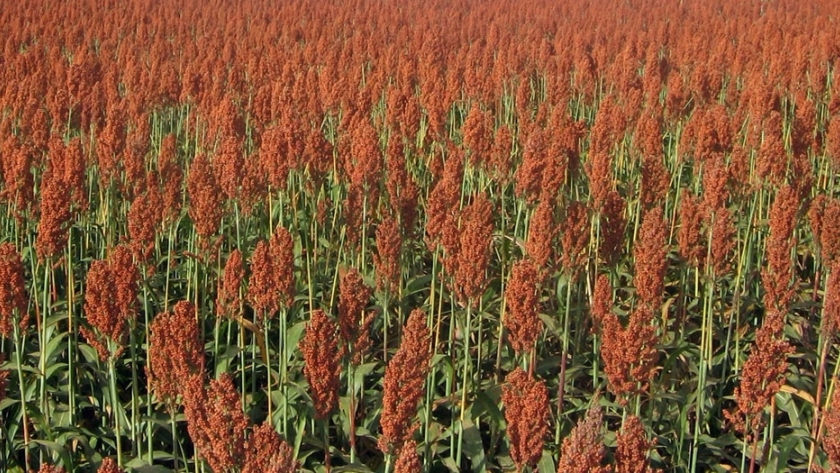 Se sembrarían unas 100.000 ha de sorgo en Entre Ríos