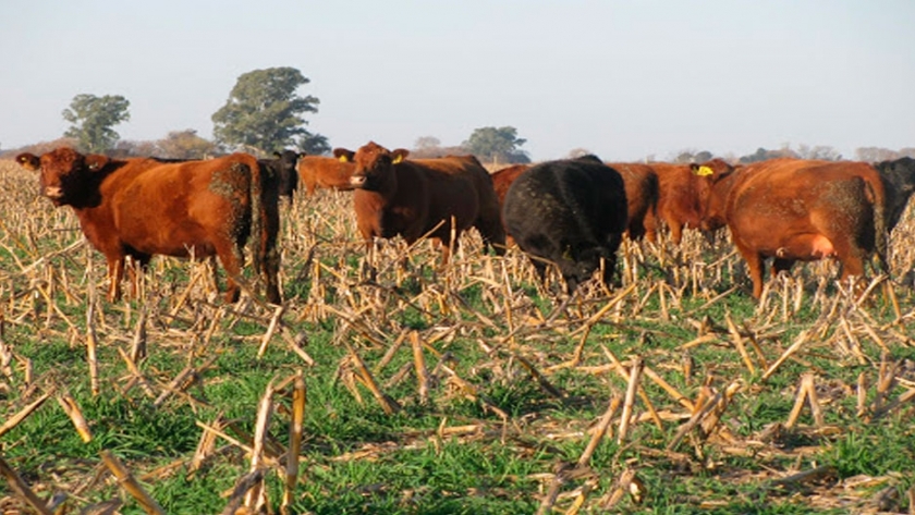Más carne de la mano de los verdeos invierno