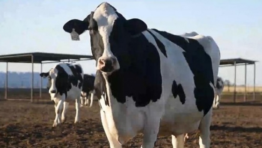 Aprueban en Reino Unido un aditivo que podría ayudar a reducir las emisiones de metano de las vacas lecheras