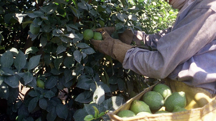 RENATRE implementa la Constancia Virtual de Registración del Trabajador Rural