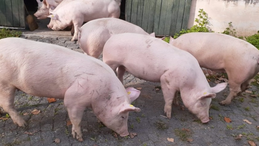 Se autorizó el primer ingreso de cerdos reproductores de Canadá