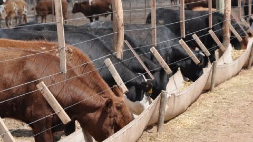 El INTA prueba un aditivo dietario que mejora la eficiencia del engorde