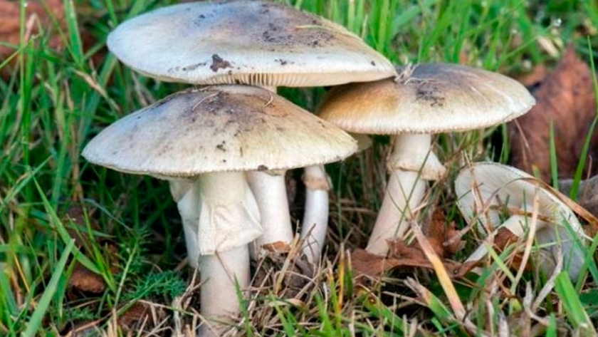 Los hongos pueden ayudar a reducir el uso de agroquímicos