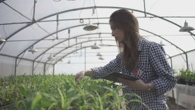 Celebreeding: con un evento virtual, KWS celebra el aporte del mejoramiento genético en el cultivo de maíz