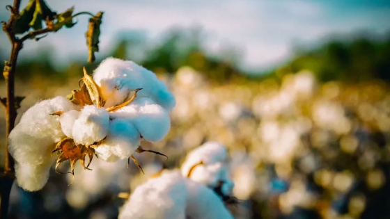 Potenciando al cultivo mundial de algodón