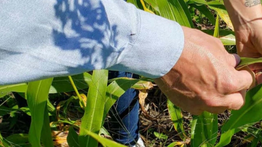 Cresud apuesta a transformar sus campos en activos ambientales y entrar al negocio global del carbono