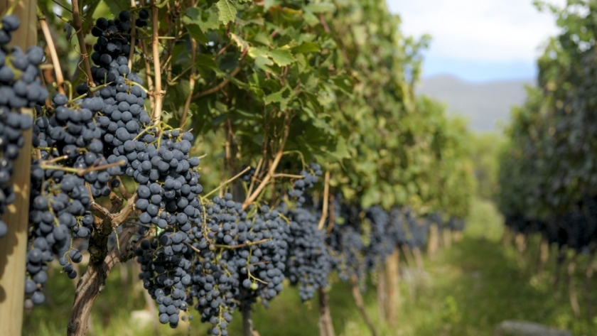 Argentina coordina acciones para incrementar las exportaciones de vino