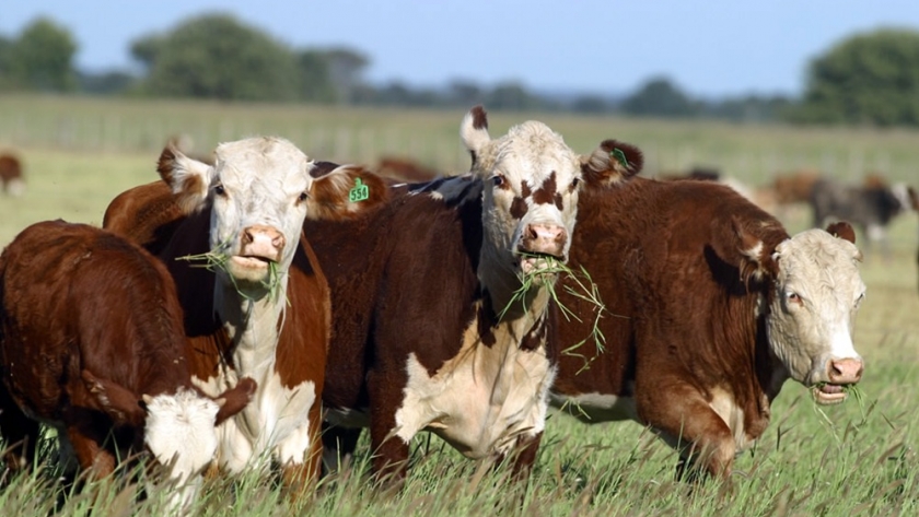 Situación del Carbunclo Rural en la Argentina