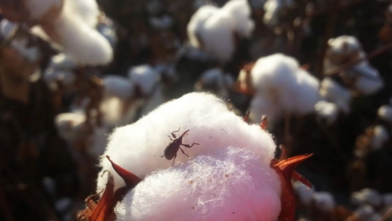 Prevención y control de plagas para la sustentabilidad del algodón