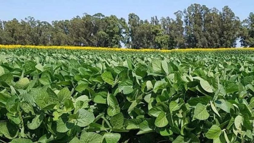 Márgenes brutos de las principales actividades agrícolas, campaña 2021/2022