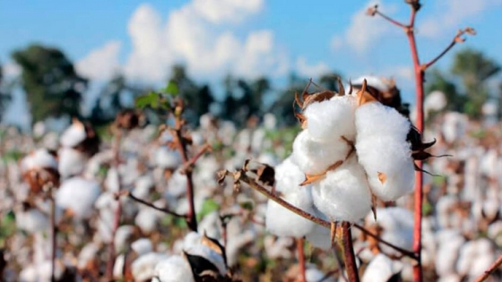 Destruirán rastrojos de algodón para combatir el picudo en Chaco