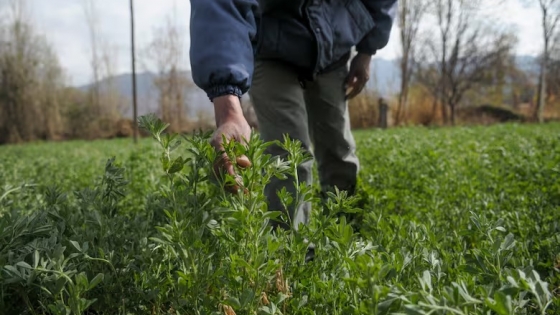 Argentina quiere subirse al podio mundial de la alfalfa: Córdoba lidera la apuesta exportadora